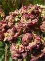 sm 435 Angelica Plant